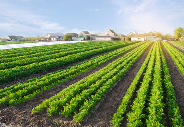 Row of farm crops.